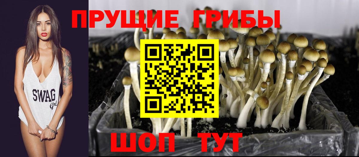 Псилоцибиновые грибы Psilocybe Майкоп